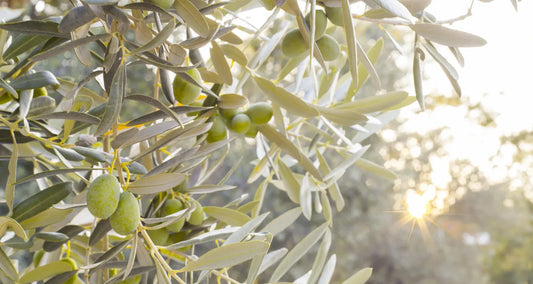 Olive branches with green olives against a blurred sunlit background.